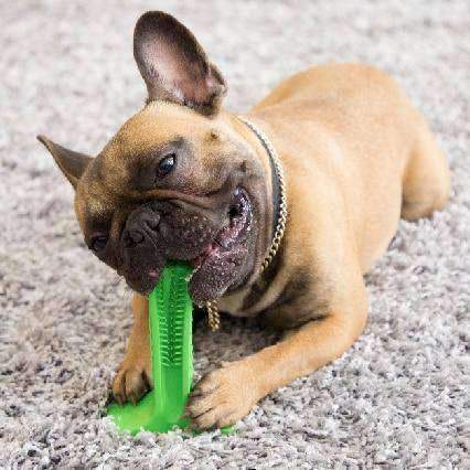 Dog Toothbrush Toy