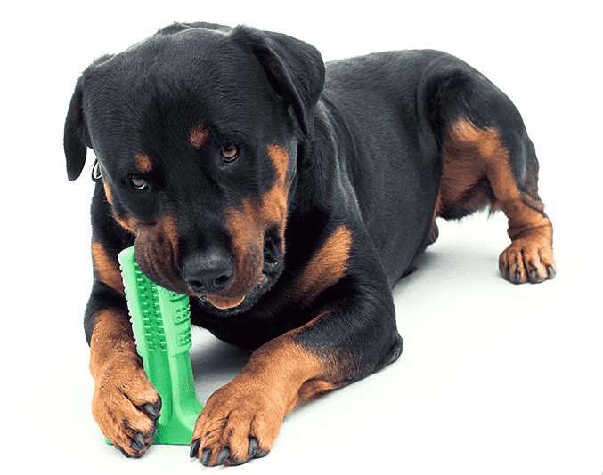 Dog Toothbrush Toy